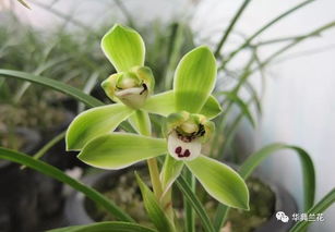 兰花种植：揭秘附生兰的介质选择