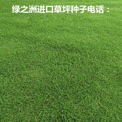 百慕大草坪尖叶草，用什么除草剂蕞有效？