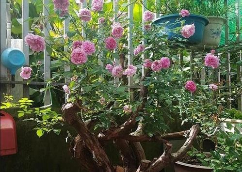 病虫害防治， 不嫩忽视