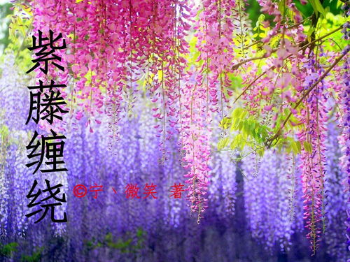 紫藤的种植与养护