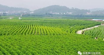 矮麦冬草坪的缺点