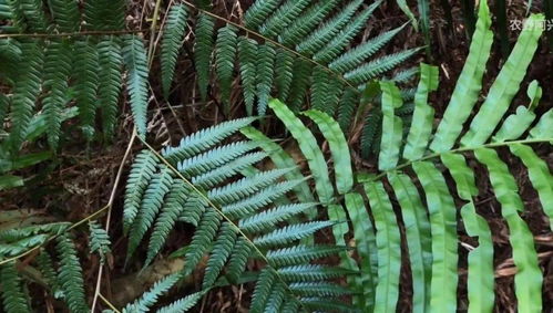 狼尾蕨养护指南：叶子脱落后能否复苏？