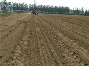 草坪种植土的奇妙比例大揭秘