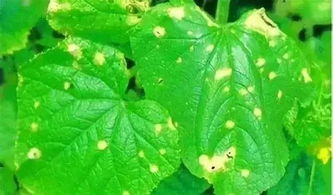 丙硫菌唑·戊唑醇的详细介绍