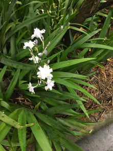 白瓣黄蕊的花儿，你认识多少？