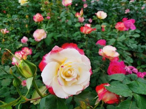 月季品种丰富， 种植技术先进