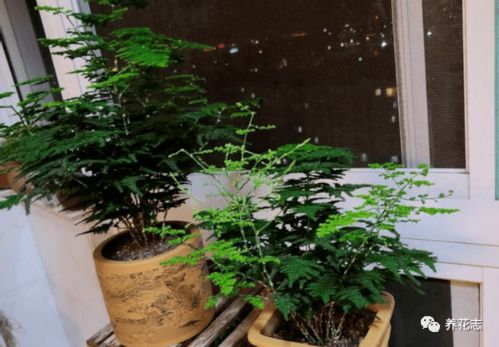 如何处理才Neng恢复生机