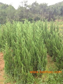 塔柏树，一种神奇的植物