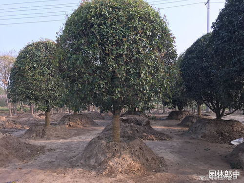 冬天树木裂皮大揭秘，黄杨树如何护身？