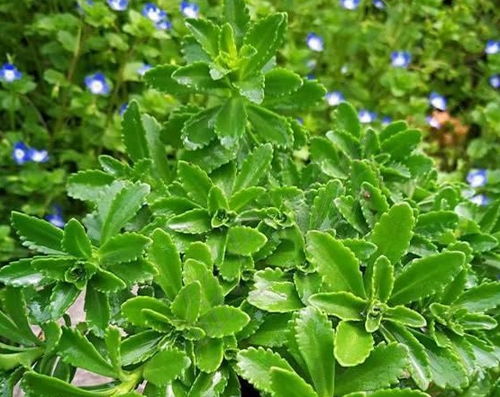 十二、 夏日野菜，美味可口