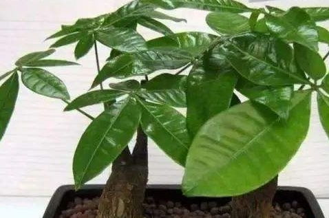 关键步骤一：土壤的选择