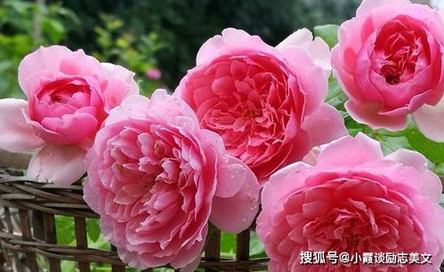 明亮黄绿色切花月季：唯美花色， 四季勤花