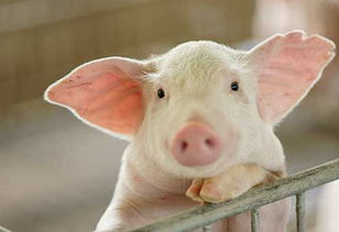 日粮营养调控提升猪胴体品质