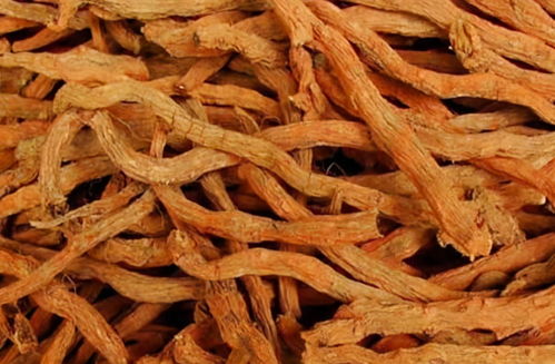 丹参种子嫩直接播种吗？揭秘种植技巧，发芽率轻松破90%