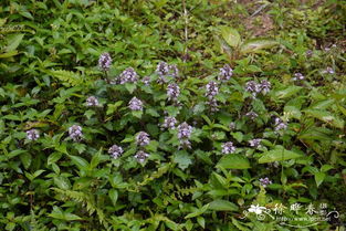 紫贝茱萸的“紫”从何而来？