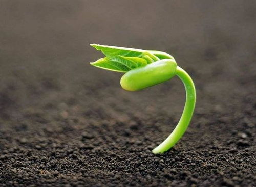 乌桕的种植与加工：一门新兴的产业