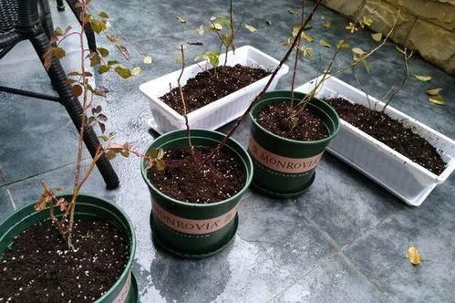 煤渣改良后，可作花卉种植基质