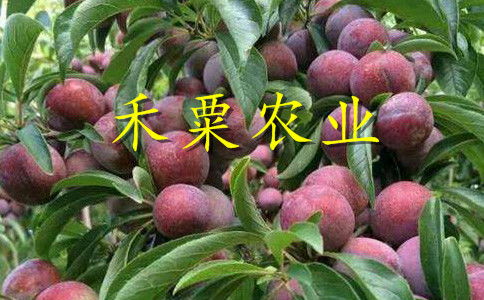 光照管理：五眼果树苗的光照需求