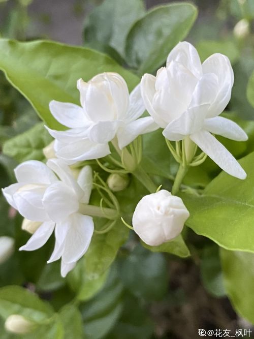 问：养花影响风水吗？