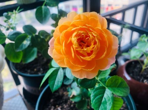 如何避免根部积水