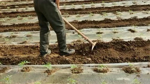 农药的使用，真的平安吗？