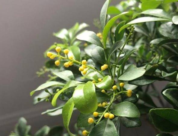 米兰花花期具体是哪几个月份和时间段