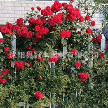 了解市场，辨析月季苗种类