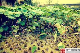 秋季移栽荷花会有啥影响呢？