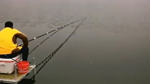 黑坑鱼竿是否适用于野钓？