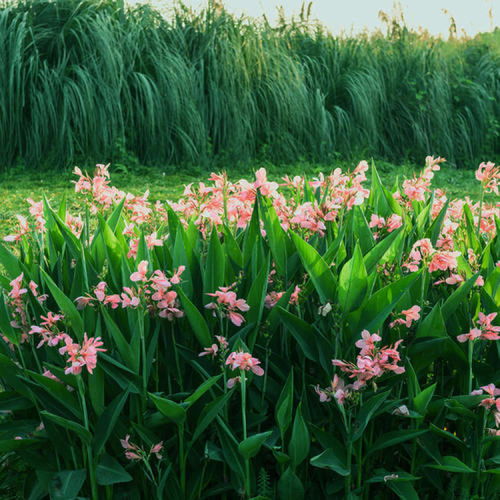 美人蕉的种植与销售