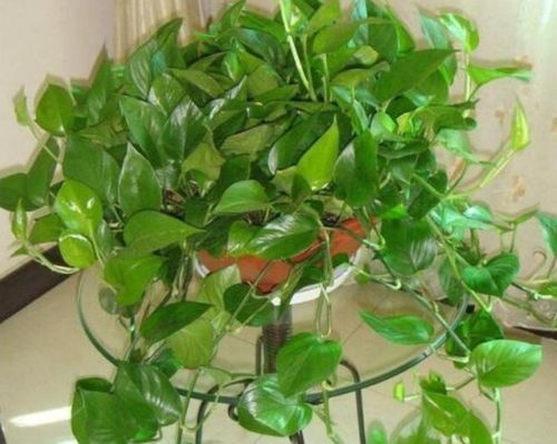 新手必看：大叶绿萝黄叶之谜与养护秘籍，轻松养出翠绿好心情！