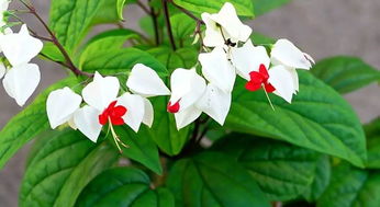 不是所you当年开花的者阝是真·一年生植物