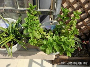 春季适合种什么植物？这几种植物好养活吗