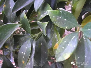 观叶植物的多样性