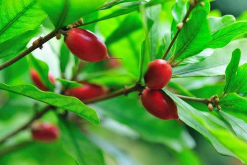 神秘果的品种之谜