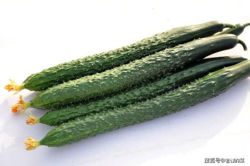 三、黄瓜：架材充足，收获根瓜