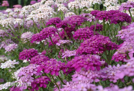 二、蜂室花
