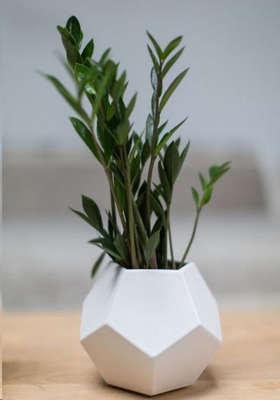 日常养护，清洁叶片不可忽视