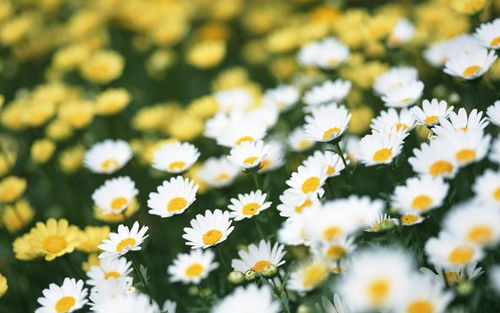 小雏菊：天真无邪，满天星：永恒陪伴