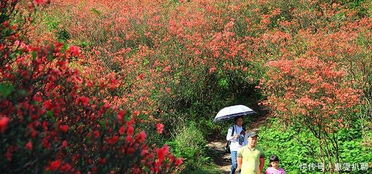 杜鹃花5月开最好看？这个时间段千万别错过