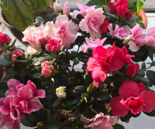 铁线莲：耐寒性强， 增添生机