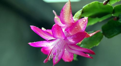 蟹爪兰花期以过 但仍有望绽放