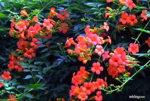 凌霄花的多样色彩