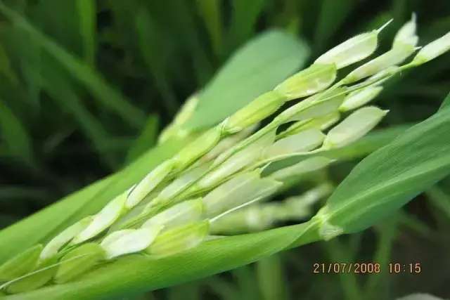 入冬前打药时机