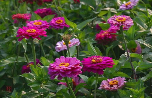 广州7月还能种哪些花儿呢？