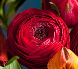 玫瑰的美丽， 不仅仅是外表