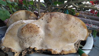 多孔菌门的独特之处