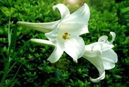 揭秘百合花的芬芳：探索其香气成分及其健康益处