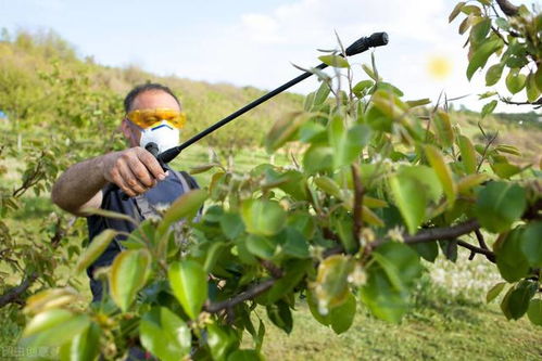 腐烂病， 用硕丰—（481）