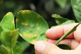 甲托杀菌剂是针对细菌还是真菌？多菌灵在防治哪些真菌病害中发挥主要作用？